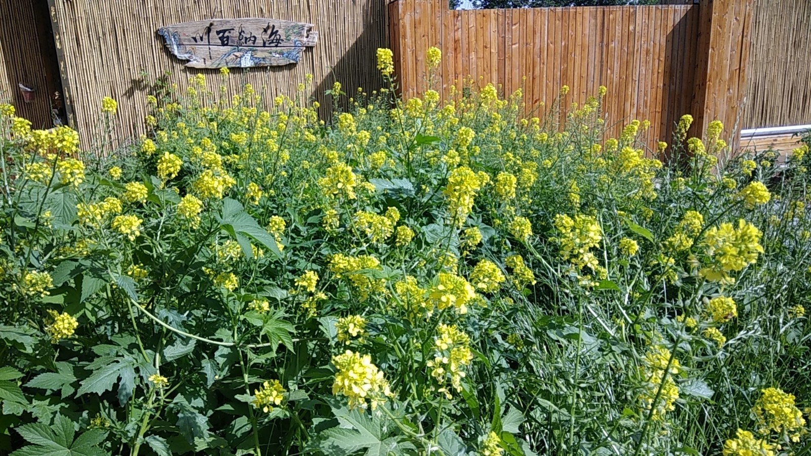 1622621268320544.jpg 1622621268320544.jpg